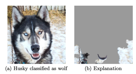 Explainability method LIME reveals that the husky vs wolf classifier is detecting the presence of snow.