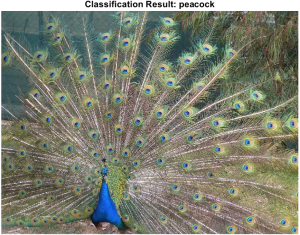 peacock_classified-300x235.png