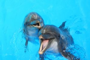 Two dolphins. 