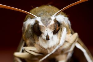 Close-up image of moth head.