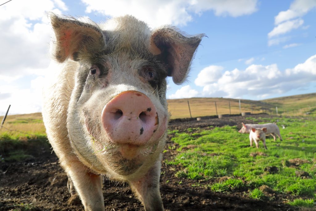 A close-up of a pig standing in a grassy outdoor pasture, looking directly at the camera. In the background, other pigs roam freely under a partly cloudy sky.