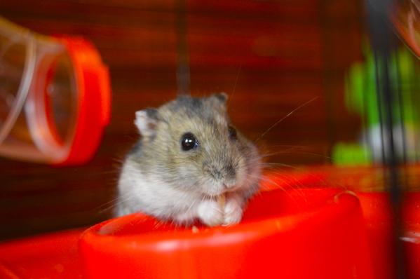 Hamster Internet of Things