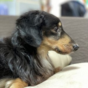 MATLABアカウント画像は Hernia Baby さんの愛犬チャチャ